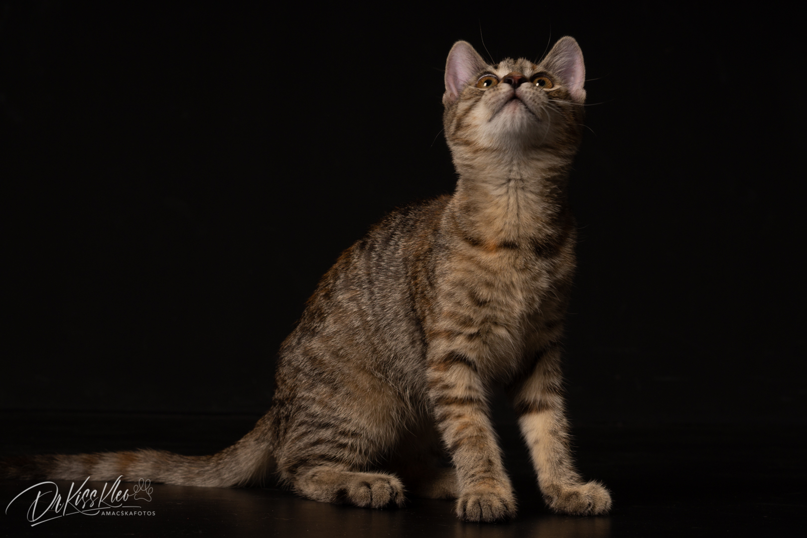 Freya